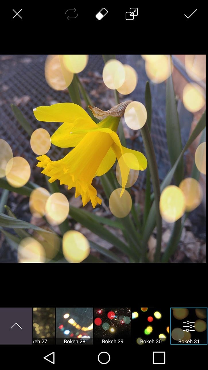 3d-photo-daffodil-card-picsart-bokeh31-filter.jpg