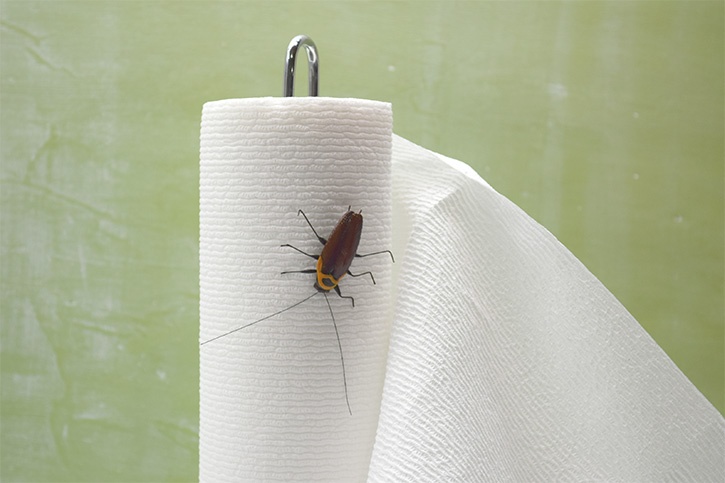 glue-dots-halloween-trick-cockroach-in-paper-towel.jpg